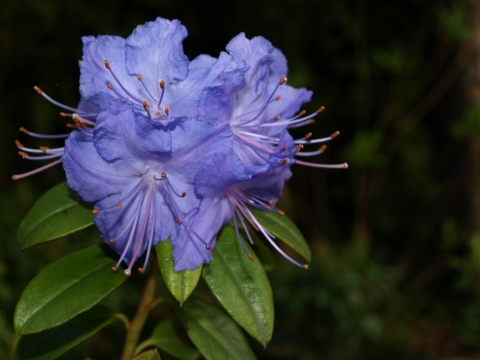 Różanecznik Augustyna (Rhododendron augustinii) Aquamarin